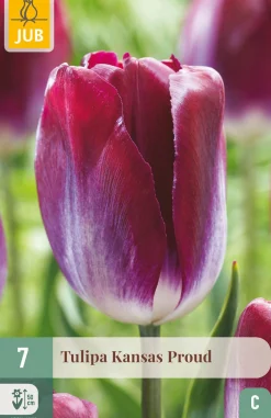 7 tulipa kansas proud|ohgreen Online