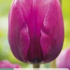 7 tulipa negrita|ohgreen Discount