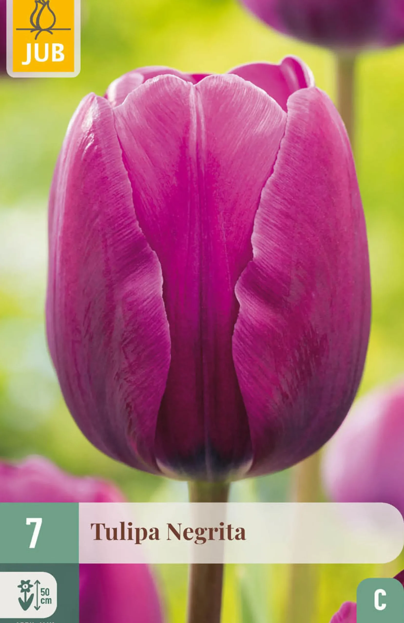 7 tulipa negrita|ohgreen Discount