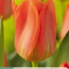 7 tulipa orange emperor|ohgreen Clearance