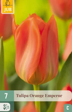 7 tulipa orange emperor|ohgreen Clearance