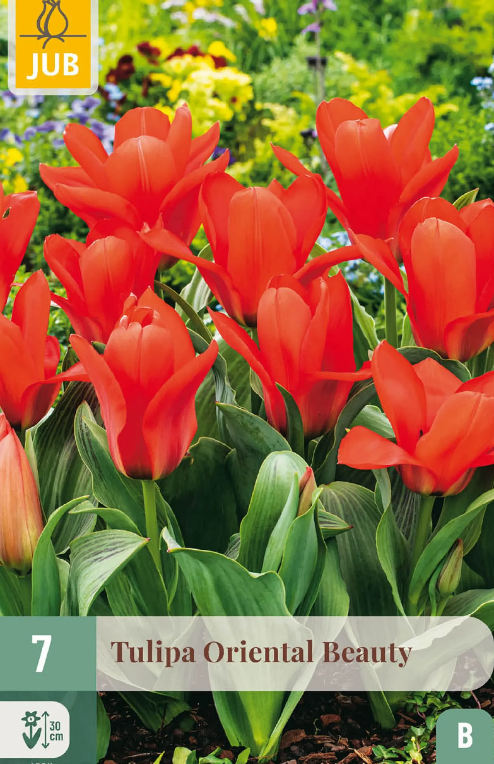 7 tulipa oriental beauty|ohgreen Outlet