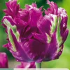 7 tulipa parrot negrita|ohgreen Clearance