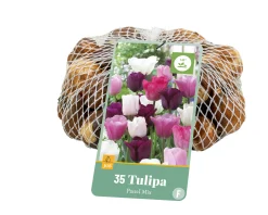 35 tulipa pastel mix|ohgreen