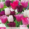 12 tulipa pastel mix|ohgreen Online
