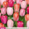 20 tulipa positive vibe|ohgreen Discount