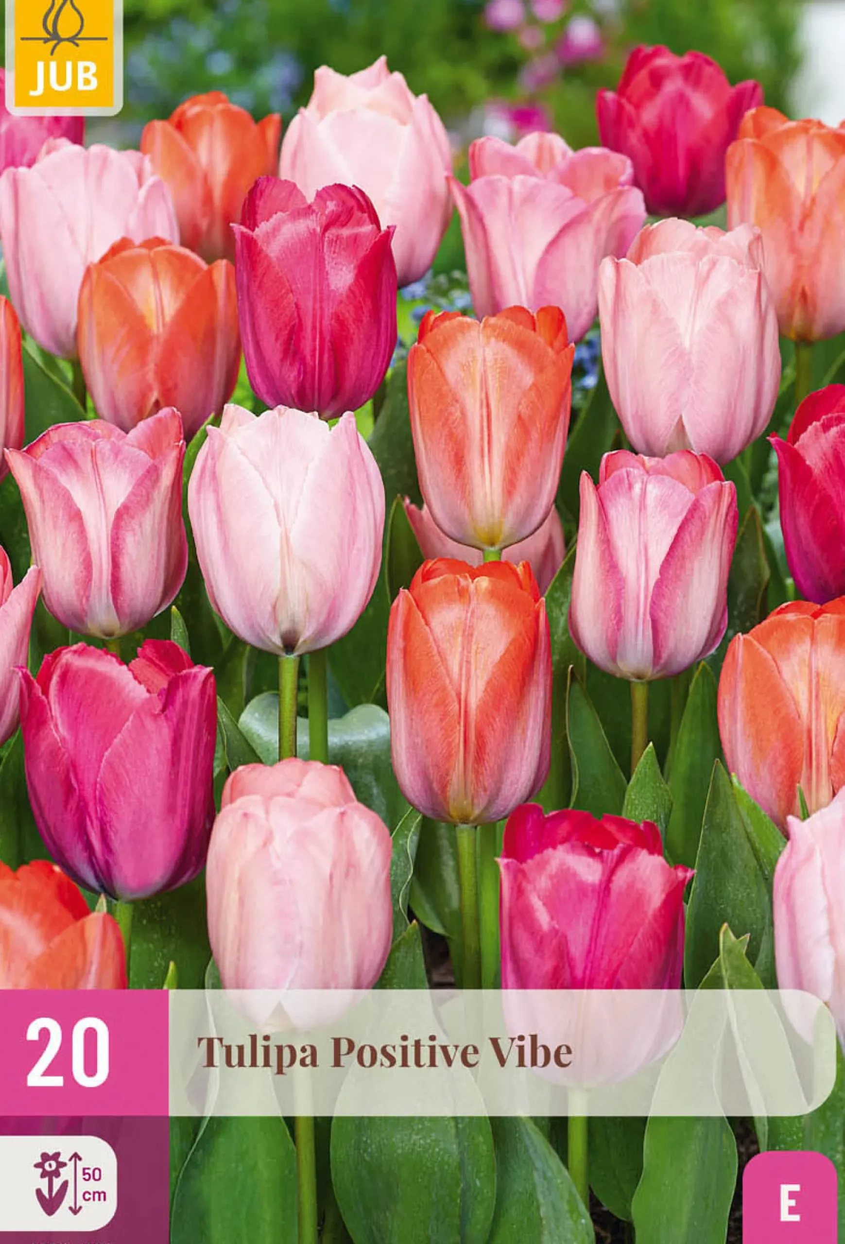 20 tulipa positive vibe|ohgreen Discount