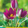 10 tulipa pulch. persian pearl|ohgreen Hot