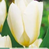7 tulipa purissima|ohgreen Best