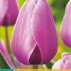 7 tulipa purple pride|ohgreen Sale
