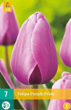 7 tulipa purple pride|ohgreen Sale