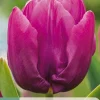 7 tulipa purple prince|ohgreen New