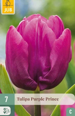 7 tulipa purple prince|ohgreen New