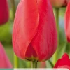 7 tulipa red impression|ohgreen Online