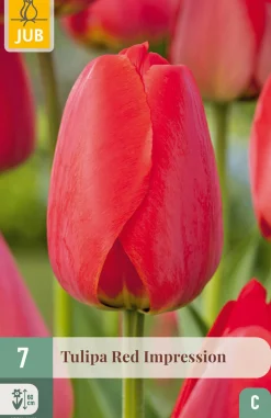 7 tulipa red impression|ohgreen Online