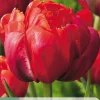 5 tulipa red princess|ohgreen