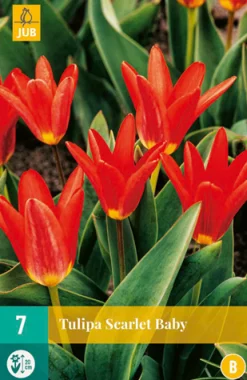 7 tulipa scarlet baby|ohgreen Sale
