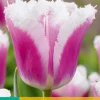 7 tulipa siesta|ohgreen Outlet