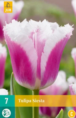7 tulipa siesta|ohgreen Outlet