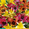10 tulipa species mix|ohgreen