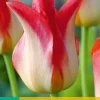 5 tulipa strawberry romanoff|ohgreen Hot
