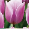7 tulipa synaeda amor|ohgreen Online