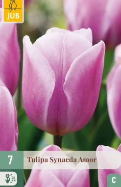 7 tulipa synaeda amor|ohgreen Online