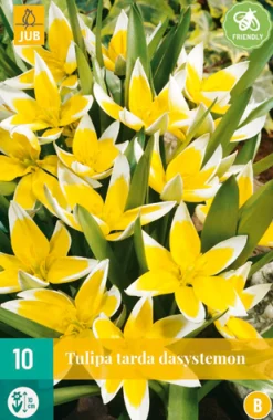 10 tulipa tarda|ohgreen