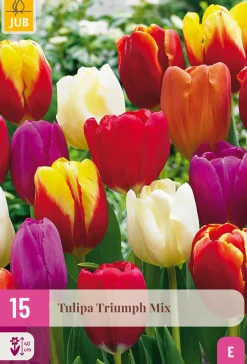 15 tulipa triumph mix|ohgreen Online