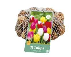35 tulipa triumph mix|ohgreen Sale