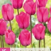 15 tulipa triumph roze|ohgreen Clearance
