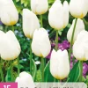 15 tulipa triumph wit|ohgreen Sale