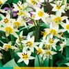 10 tulipa turkestanica|ohgreen Best