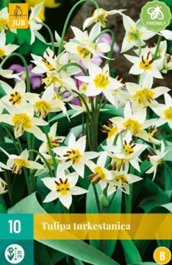 10 tulipa turkestanica|ohgreen Best