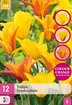 12 tulipa vendeeglobe|ohgreen Best
