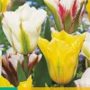 7 tulipa viridiflora mix|ohgreen Hot
