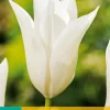 7 tulipa white triumphator|ohgreen Hot