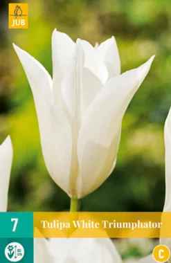 7 tulipa white triumphator|ohgreen Hot