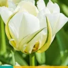 7 tulipa white valley|ohgreen