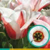 7 tulipa willem van den akker|ohgreen