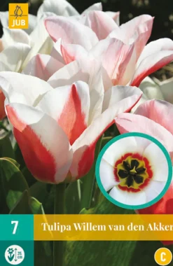 7 tulipa willem van den akker|ohgreen