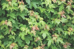 Acer campestre blote wortel 80/100 cm|ohgreen Outlet