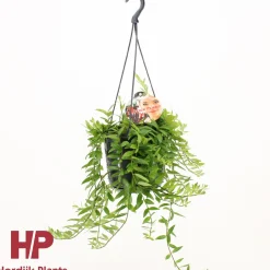 Aeschynanthus japhro p15 h30|ohgreen Hot