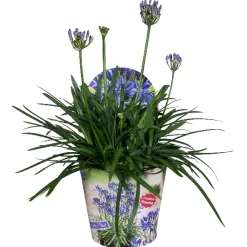 Agapanthus of afrikaanse lelie summer love blue p17 h40|ohgreen Clearance