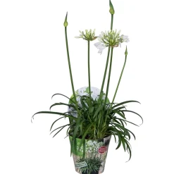 Agapanthus of afrikaanse lelie summer love wit p17 h40|ohgreen Outlet