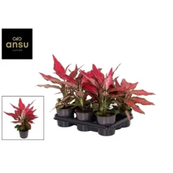 Aglaonema Cherry Baby|ohgreen Discount