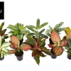 Aglaonema Groen - Rood mix|ohgreen Online