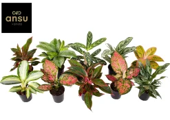 Aglaonema Groen - Rood mix|ohgreen Online
