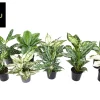 Aglaonema Groen - Wit mix|ohgreen Clearance
