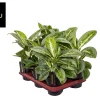 Aglaonema Lemon Mint|ohgreen